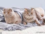 Cat Clinical Manifests Hypokalemia, Possible Cause is Primary Aldosteronism - Immediate Differentiation Needed