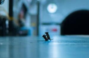 Announcement of the Annual Wild Animal Photography Award: 'Rodent Gang' Wins Again, Rats Fight for Food on Subway