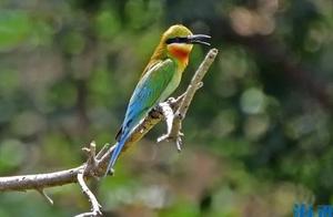 Up to 380 Species! The ‘Social Circle’ of the Lihou Fenghu (Chestnut-tailed Paradise Flycatcher) is Bustling in Xiamen! Have You Seen Them?