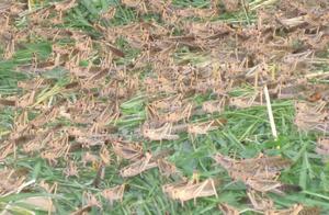 Locust Swarms Cause Disaster, Don't Worry About Domestic Impact, This Animal Cannot Leave China