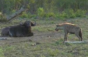 A Hyena Attempted to Ambush a Resting Bison, But the Bison Successfully Repelled It