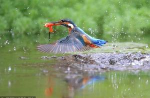 Hengyang, Hunan: Scenes of Kingfishers