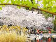 Cherry Blossoms in Full Bloom, Staggered Viewing