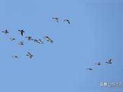 Spring Has Arrived, Migratory Birds Return
