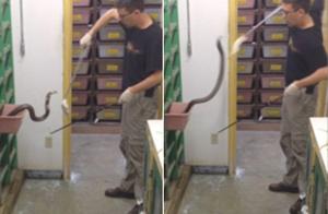 Venomous Snake Breeder Shows Daily Work – Stunning and Terrifying, Dare You Take on This High-Paying Job?