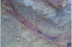 It is Verified: Dinosaur Bone Deformations and ‘Bone Tumors’ as One of the Reasons for Dinosaur Extinction