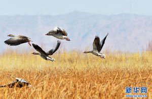 Flocks of Birds Gathering in Black River Wetland