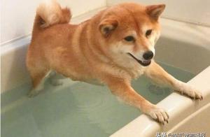Shiba Inu: Doesn't Want to Take a Bath, Refuses to Even Consider It! But the Beatdown Came Too Quickly