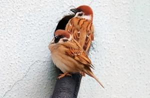 Another Year of ‘Bird Protection Week’ in Cixi, Zhejiang – Discover the Cute Stories of the Birds!
