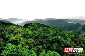 Daily View: ‘Wuxia Zhangjiajie’ | The Secrets of Ba Da Gang (Eighteen Peaks) Are Here