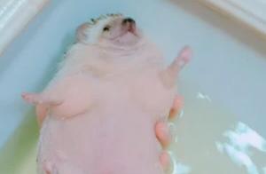 The Hedgehog Became Plump and Round, After Taking a Bath It Said: 'Genuine and Authentic!'