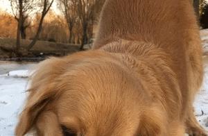 Golden Retriever Doing Yoga and Chewing Ice, Owner Completely Confused, Netizens: 'Even Eating Needs to Be Elegant!'
