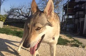 Need to Build a Dog House - Honest Husband: The Dog is Good But Be Careful with My Wife