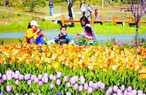 Dream Garden Tulip Bloom in Nanjing's Lishui District Attracts Citizens for Spring Hiking