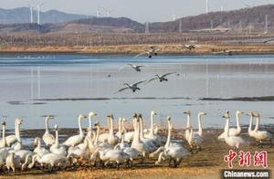 Yancheng (Rongcheng): Great Egret Flight Preparation for Relocation