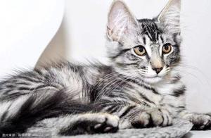 Full of Fairy Aura Norwegian Forest Cats, Prices Also So Unearthly