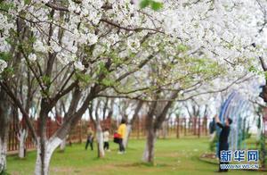 Cherry Blossoms in Spring - A Gradual Bloom