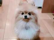Bome Watches the Owner Making Crafts, Unexpectedly Used as a Model – It's Hilarious!