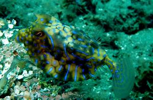 Fish from the Sea of Water (105): Boxfish (11) - Line Patterned Boxfish (Ambon)