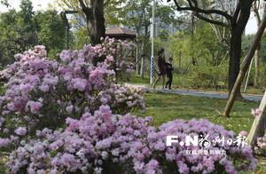 Qinting Lake Azaleas in Bloom: Remember to Observe Civilized Tourism