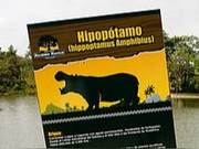 Colombian Drug Lord's Legacy: Four Hippos Become Local Menace