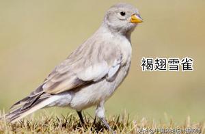 China Statistics: 12 Species of Sparrow (Passer) for Identification and Appreciation