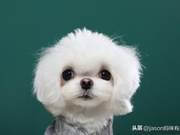 Bored Staying Home with Your Baby? Here Are Several Small Animals to Keep Company, Some Can Grow Up With Them