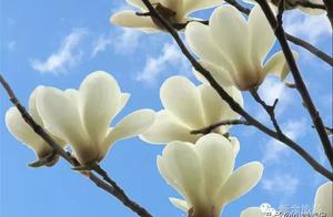 Jade Plum Blossoms in Full Bloom on North Lake West Road, a Major Area of the Municipal Party Committee!