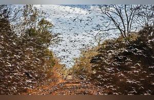 Ten Thousand Waters and Thousands of Mountains Only Wait Patiently? How Did Swarms of Desert Locusts Easily Cross the Sea and Ocean to Rampage in South Asia?
