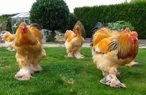 Giant Brahma Chickens from Abroad, Known as 'Kings of Poultry' Due to Their Large Size