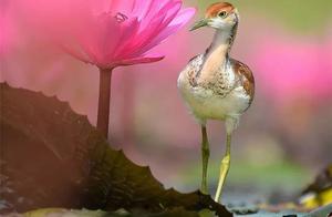 Beautiful Birds, They Came Flying