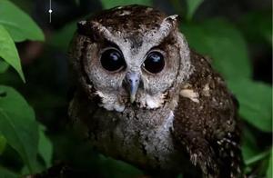 Sanming Green Paradise · Most Oxygen Ming | Watch! 'Elves' in the Deep Mingxi Forest
