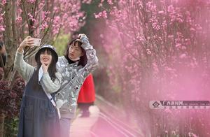 High-Definition Group Photo: Peach Blossoms in the Three Rivers Bloom, Enchanting Visitors