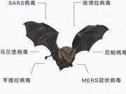 Bats: The Ultimate Toxic Kings, Immune to All Poisons, Due to Their Invincible Immune System