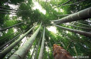 The Most Beautiful Yushan in Jiangnan