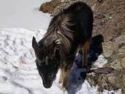 Three-River Source National Park Records Second-Level Key Protected Animal: Paliurus Jackal