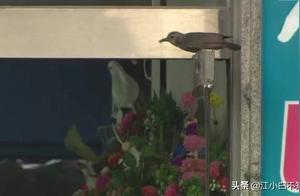 Rescuing a Fallen Baby Bird, But the Bird Won't Fly, Veterinarian Examination Reveals Something Unusual
