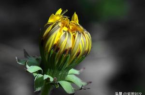 Five Laws on Buttercups