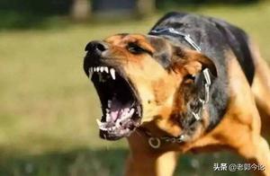 Why Do Dogs Suddenly Bark Vigorously in One Direction, Even Though You Can't See Anything? Experts Reveal the Answer