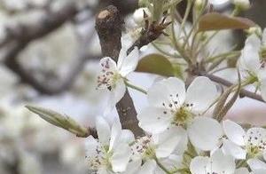 Panoramic Tourism Experience of Guangping: Pear Blossoms in Full Bloom, Captivating and Inviting, Perfect Time for Spring Viewing and Scenery Appreciation