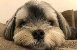 Little Qier Dog, Everyone Can't Help But Want to Own One