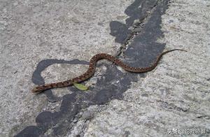 What is a Banded Snake? What is the Ancestry of the Banded Snake?