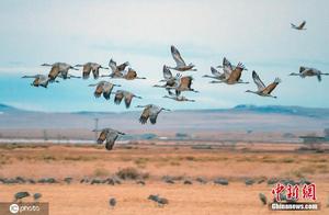 Real-Shot Sandhill Cranes During Migration: 'Dancers' of the Blue Sky