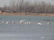 The White Swans Have Returned! Over 200 White Swans Landed in Minquan Yellow River Gobi Wetland