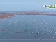 Oriental White Storks Arrive at Huangpi Lake Wetland