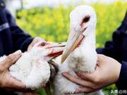 Nests Increase to 40 for Oriental White Storks at ‘Home’