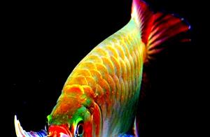 Psychology: What Fish You Like First, Predicts Your Fortune This Year