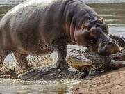 What to Do If a Hippopotamus is Chasing You? Understanding Newton's First Law is Key