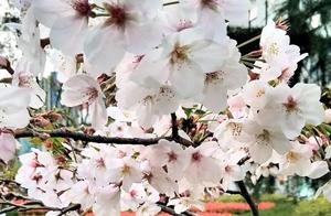 Walking and Viewing Flowers in Hongkou, Shanghai