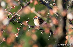 Huangshan: Birdsong and Blossoms, Abundant Spring